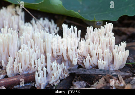 Ramaria stricta Pilze auf ein alter Baumstumpf Stockfoto