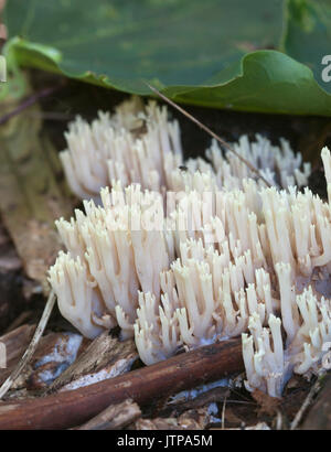 Ramaria stricta Pilze auf ein alter Baumstumpf Stockfoto