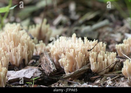 Ramaria stricta Pilze auf ein alter Baumstumpf Stockfoto