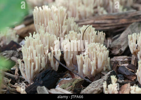 Ramaria stricta Pilze auf ein alter Baumstumpf Stockfoto