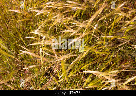 Wiese. Schöne frische grüne Pflanze. Ohren und Gras. Stockfoto