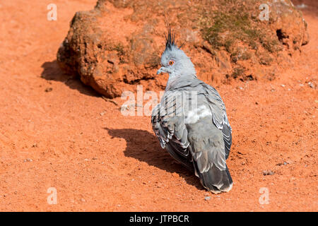 Crested pigeon (Ocyphaps lophotes) in Australien Stockfoto