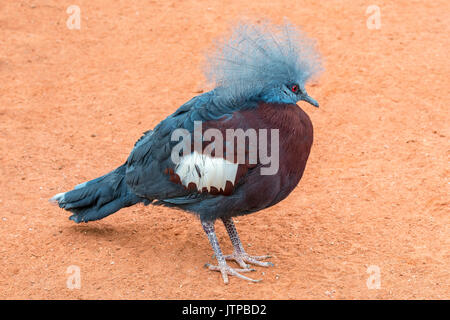 Südliche gekrönt Taube (Goura scheepmakeri) terrestrische Taube native auf den südlichen Tiefland Wälder von New Guinea Stockfoto