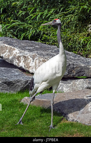 Rot-gekrönten Kran/Japanischer Kranich/mandschurischen Kranich (Grus japonensis) Native nach Sibirien und nordöstlichen China Stockfoto