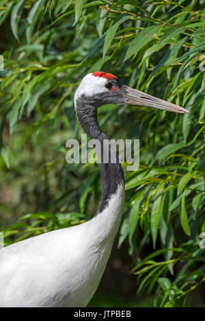 Rot-gekrönten Kran/Japanischer Kranich/mandschurischen Kranich (Grus japonensis) Native nach Sibirien und nordöstlichen China Stockfoto