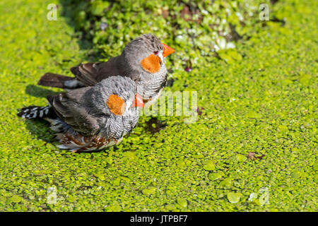 Zwei Männliche Zebrafinken (Taeniopygia guttata/Poephila guttata) in Australien in der Badewanne und Abkühlen im Wasser der Teich an einem heißen Tag Stockfoto
