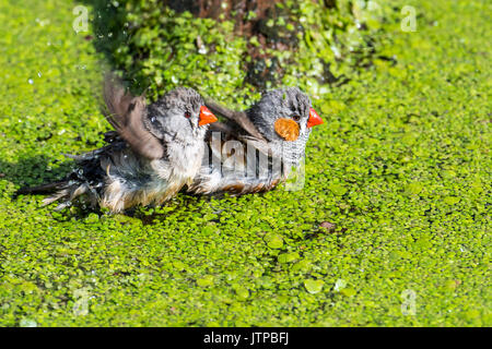 Zebra finch Paar (Taeniopygia guttata/Poephila guttata) in Australien Baden und Plantschen im Wasser der Teich an einem heißen Tag Stockfoto