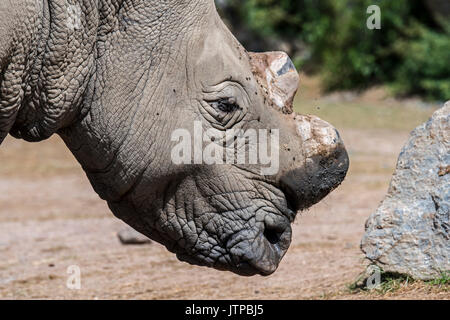 In der Nähe von White Rhinoceros/weißen Nashörner (Rhinocerotidae)) Mit cut Hörner als Vorsichtsmaßnahme gegen Diebstahl von Wilderern Stockfoto