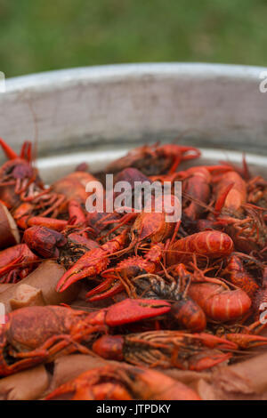 Louisiana Langusten Kochen Stockfoto