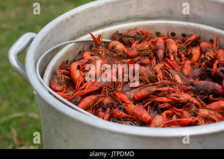 Louisiana Langusten Kochen Stockfoto