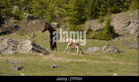 Die Geburt eines Hengst in ein Pferd in einem natürlichen Lebensraum Stockfoto