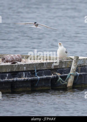 Silbermöwe jagt eine flussseeschwalbe Angriff auf seine Küken Stockfoto