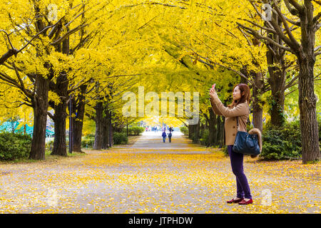 Tokyo, Japan - 06 Nov, 2014: Herbst Jahreszeit ginkgo Blätter im Herbst, Japan Stockfoto