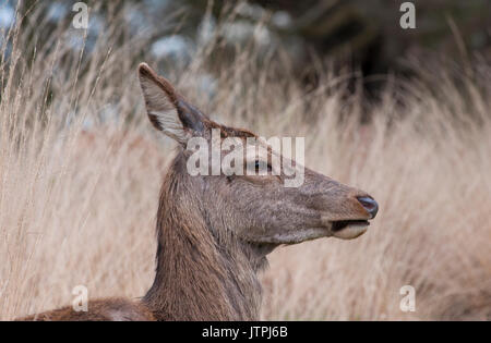 Weiblichen Rotwild (Cervus eleaphus), Richmond Park, London, British Isles, Vereinigtes Königreich Stockfoto