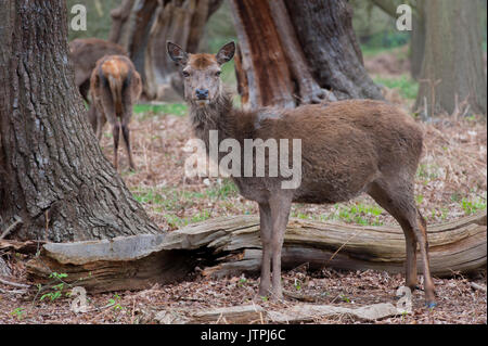 Weiblichen Rotwild (Cervus eleaphus), Richmond Park, London, British Isles, Vereinigtes Königreich Stockfoto