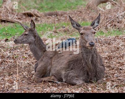 Eurasischen Dohle (Corvus monedula), ziehen Fell vom weiblichen Rotwild (Cervus elaphus), für Nistmaterial, Richmond Park, London, British Isles Stockfoto