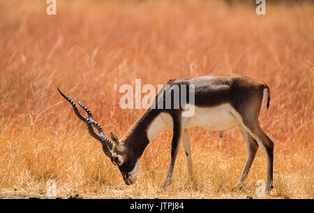 Männliche indische Hirschziegenantilope, auch als hirschziegenantilope oder indische Antilope, (Antilope cervicapra), hirschziegenantilope Nationalpark, Velavadar, Gujarat, Indien Stockfoto