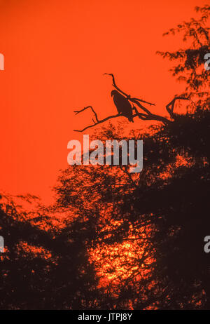 Steppe Eagle (Aquila nipalensis), am Baum gehockt und gegen rote Himmel bei Sonnenuntergang Silhouette, Keoladeo Ghana National Park, Bharatpur, Rajasthan, Indien Stockfoto