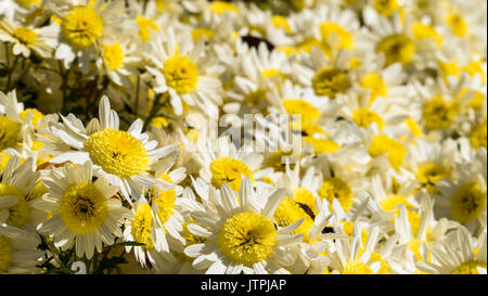 Aomori, Japan - 31. Oktober 2014: schöne Saison bei den Hirosaki Schlosspark in Hirosaki, Aomori, Japan Stockfoto