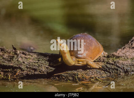 Indische flapshell Schildkröte (Lissemys punctata) Keoladeo Ghana National Park, Bharatpur, Rajasthan, Indien Stockfoto