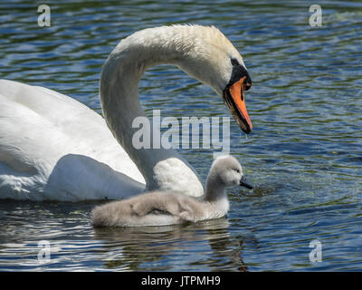 Nach Höckerschwan (Cygnus olor) mit Cygnet Stockfoto