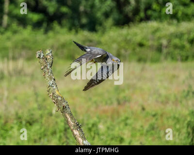 Kuckuck (Cuculus canorus) im Flug bei Thursley gemeinsame, Surrey, England, Großbritannien Stockfoto