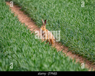 Europäische Hare (Lepus europaeus) sitzen am Anschluss zwischen landwirtschaftlichen Kulturpflanzen Stockfoto