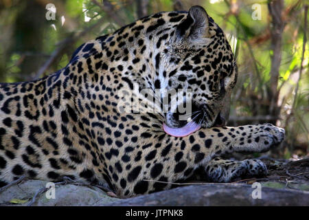 Nahaufnahme eines Jaguars auf dem Boden liegend, Lecken sein Bein. Pantanal, Brasilien Stockfoto