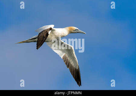 Nach Northern Gannet (Morus bassanus) im Flug, St Mary's, Isles of Scilly, Cornwall Stockfoto