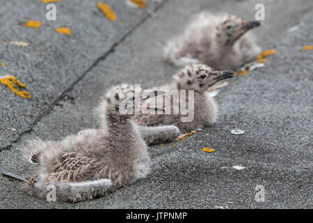 Drei junge Silbermöwe (Larus argentatus) Küken Betteln auf einem Dach in Hugh Town, St Mary's, Isles of Scilly Stockfoto