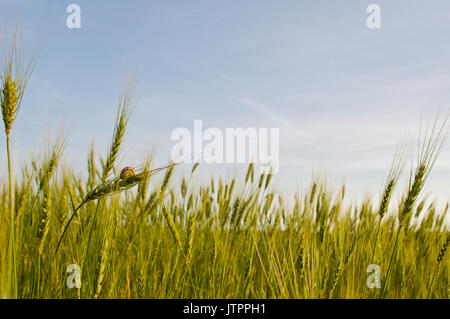 Schnecke, die an einem Dorn in einem Weizenanbaugebiet mit blauem Himmel im Hintergrund in der Landschaft von La Mola hängt (Formentera, Balearen, Spanien) Stockfoto