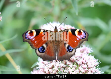 Pfau auf Hanf agrimony Stockfoto