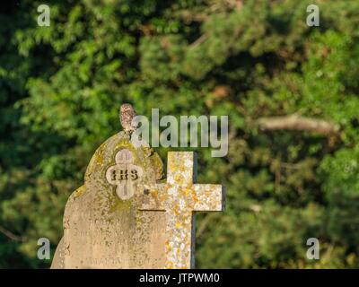 Steinkauz, Athene noctua, single Vogel auf Grabstein thront. Stockfoto