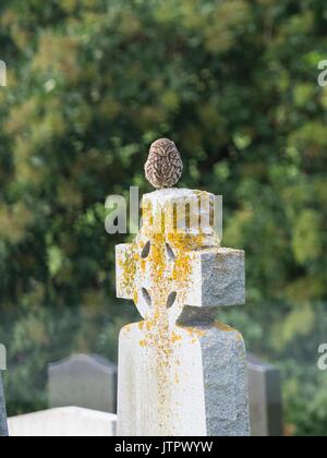 Steinkauz, Athene noctua, single Vogel auf Grabstein thront. Stockfoto