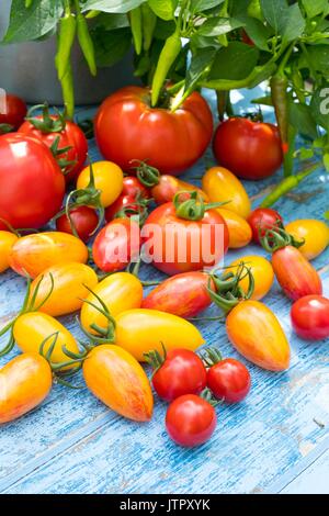 Tomaten, Solanum Lycopersicum, uncherry Lächeln', 'Grün Tiger', 'Blush Tiger', 'Pink Tiger' und 'Land'. Stockfoto