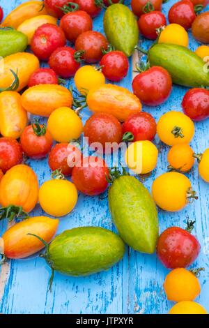 Tomaten, Solanum Lycopersicum, uncherry Lächeln', 'Grün Tiger', 'Blush Tiger und 'Pink Tiger'. Stockfoto