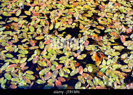 Persicaria Amphibian - barerooted auf einem Teich am südlichen Ende von Grimwith reservoir North Yorkshire. Stockfoto