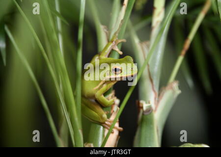 Die amerikanischen Grünen Laubfrosch, Hyla cinerea, Treefrog auf Pflanze, Georgia und Louisiana State Amphibien, Florida, Captive Stockfoto