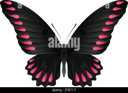 Schmetterling auf einem weißen Hintergrund isoliert Stock Vektor