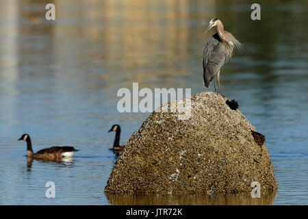 Great Blue Heron beobachten Kanada Gänse während auf Felsen in Robert's Bay-Sidney, British Columbia, Kanada thront. Stockfoto