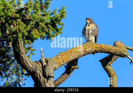 Spunky die Jugendliche vor kurzem vollwertigen Red Tailed Hawk von Robert's Bay Eagle's Nest auf Douglas Fir Tree - Sidney, British Columbia, Kanada thront. Stockfoto