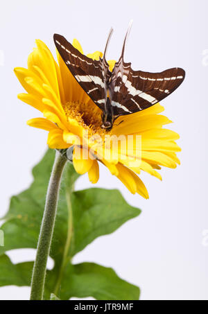 Schmetterling auf Gelbe Gerbera Daisy Stockfoto