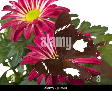 Schwarz und Weiß Helen Schmetterling auf Roter Mom Stockfoto
