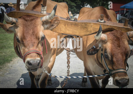 Ernte, dreschmaschine Tage, Displays und Erholung der antiken landwirtschaftliche Geräte und Techniken in Lancaster County. Stockfoto