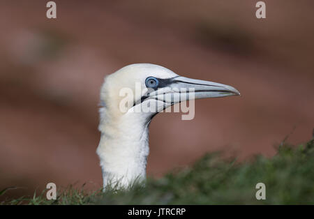 Die northern Gannet auf der Insel Helgoland Stockfoto