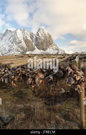 Cod Köpfe hängen von der A-förmigen Holz- trockner in der kalten Winterluft zu Stockfisch geworden. Festhaeltinden-Lilandstinden mounts Hintergrund. Rundkulten-Sakri Stockfoto