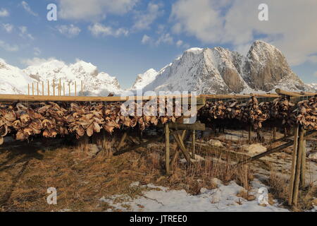 Cod Köpfe hängen von der A-förmigen Holz- trockner in der kalten Winterluft zu Stockfisch geworden. Halterungen umliegenden Vorfjorden im Hintergrund. Rundkulten-Sakrisoy Stockfoto