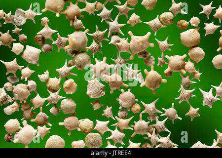 Foraminiferen, Star Sand, Krebsen, Iriomote und Taketomi Inseln in Okinawa, Japan, Baculogypsina Sphaerulata, hohe Makro Bild Stockfoto