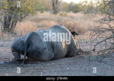 Ein weißes Nashorn, für die angeblichen medizinischen Wert seiner Horn getötet, liegt in einem Südafrikanischen Game Reserve. Stockfoto