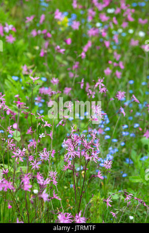 Ragged Robin Lupinus flos-cuculi' Stockfoto